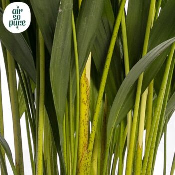 Dypsis lutescens (Areca) 17cm (zonder hoes)