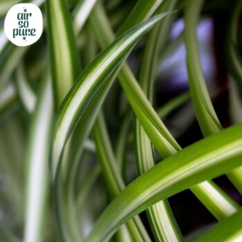 Chlorophytum Atlantic 12cm (zonder hoes)