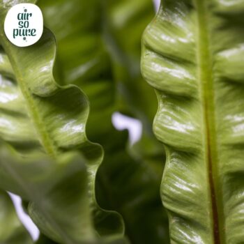 Crispy Wave 12cm (zonder hoes)