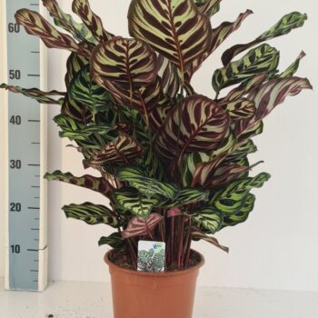Calathea makoyana