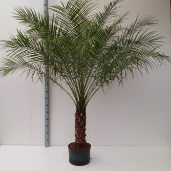 phoenix roebelenii hydro