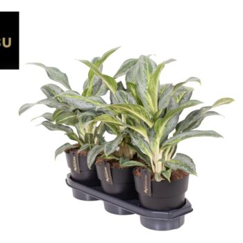 Aglaonema Emerald Stone