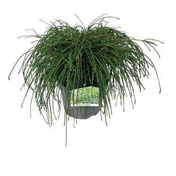 Thuja pl. 'Whipcord'