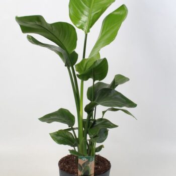 Strelitzia nicolai 21 cm 3 pp