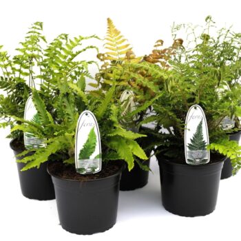 Athyrium 'Exterior Ferns winterhard'