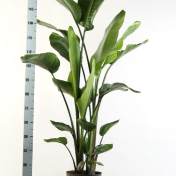 Strelitzia Nicolaï