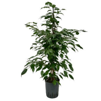 Ficus Benjamina Exotica