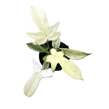 Philodendron 'Florida Ghost'