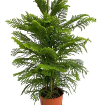 Araucaria Heterophylla - pot 22 cm
