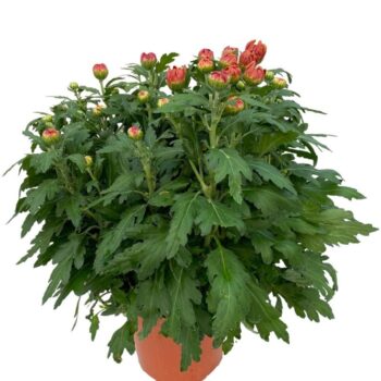 DECO Chrysanthemum rood