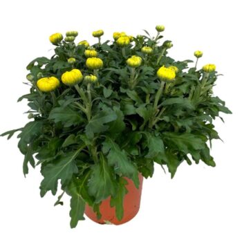 DECO Chrysanthemum geel