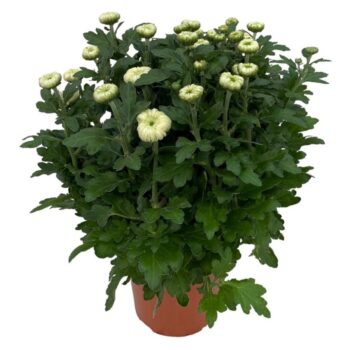 DECO Chrysanthemum wit