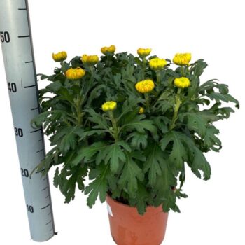 DECO Chrysanthemum oranje