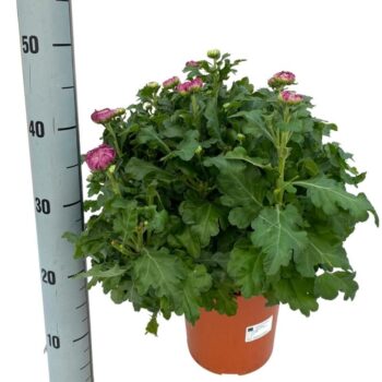 DECO Chrysanthemum paars