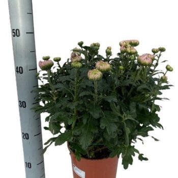 DECO Chrysanthemum roze