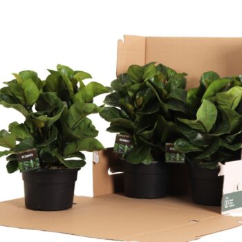 Ficus Lyrata Bambino Clumb
