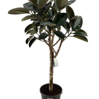 Ficus Burgundy