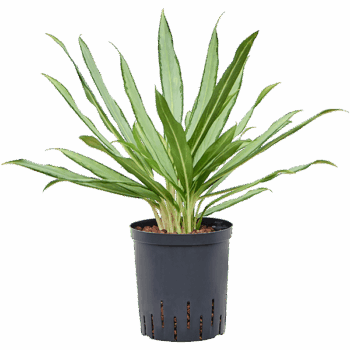 Aglaonema 'White lance'