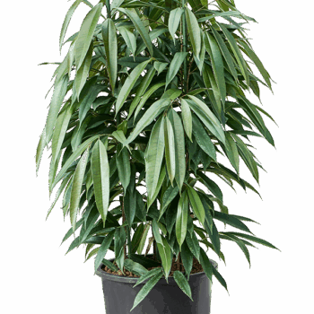 Ficus binnendijkii 'Amstel King' 3pp