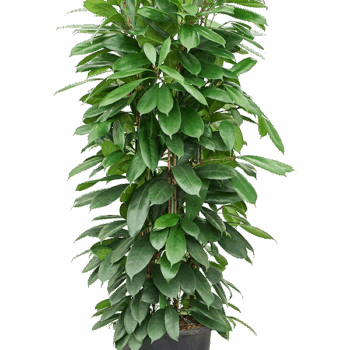 Ficus cyathistipula 8pp