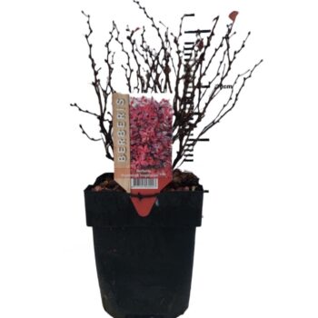 Berberis thunbergii 'Inspiration®'