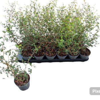 Sophora 'Little Baby'