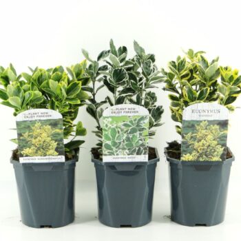 Euonymus jap.mix laag