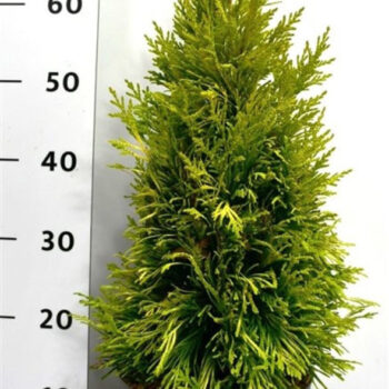 Thuja pl. '4 Evergoldy"