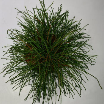 Thuja pl. 'Whipcord'