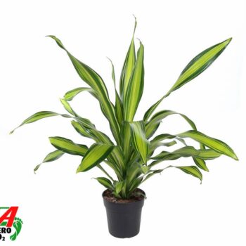 Dracaena Charley