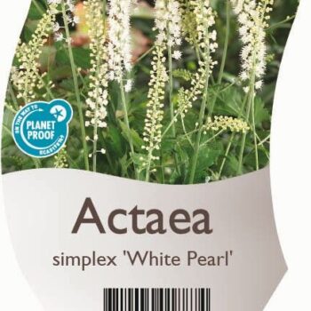 Actaea simplex 'White Pearl'