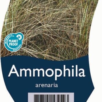 Ammophila arenaria