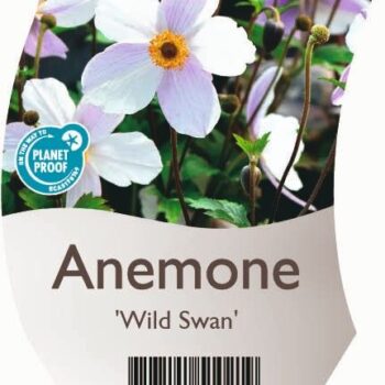 Anemone 'Wild Swan'