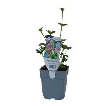 Astrantia major 'Roma'