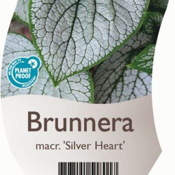 Brunnera macr. 'Silver Heart'