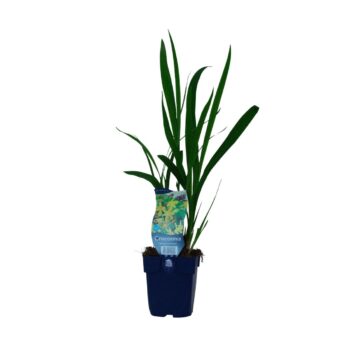 Crocosmia 'George Davidson'