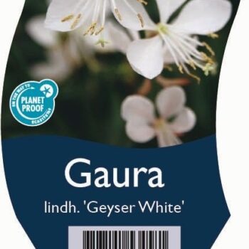 Gaura lindh. 'Geyser White'