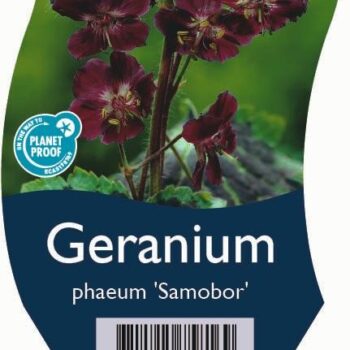 Geranium phaeum 'Samobor'