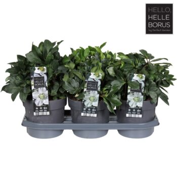 Helleborus niger Christmas Carol P19 (XL)