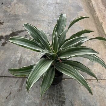 Dracaena compacta variegata
