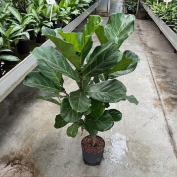 Ficus Lyrata