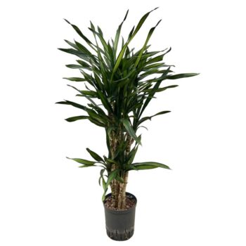 Dracaena Riki