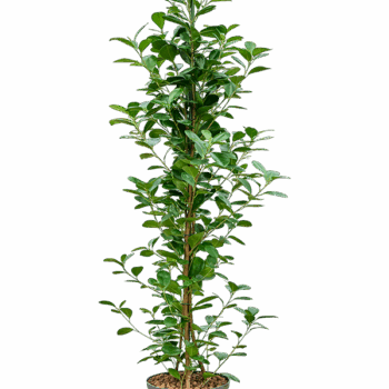 Ficus microcarpa 'Moclame' 3pp