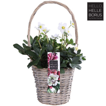 Helleborus niger 'Christmas Carol' P19 (Winter handle basket)