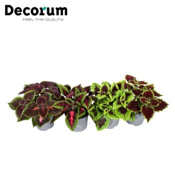 Coleus Mix