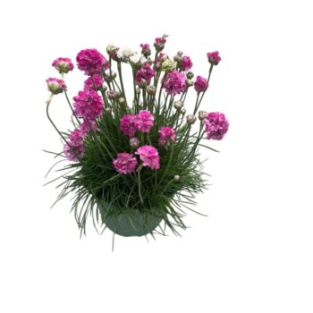 Armeria Ballerina Pink