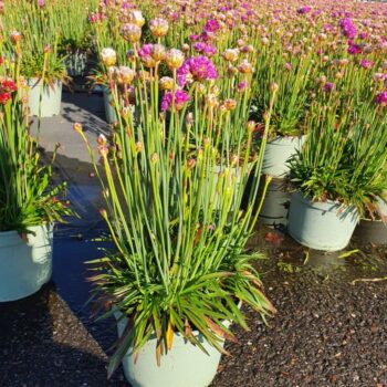 Armeria Ballerina White