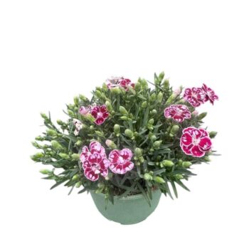 Dianthus Charmy