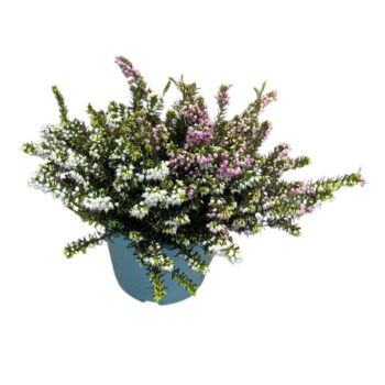 Erica Darleyensis Duo