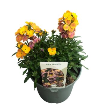 Erysimum Dark Yellow Glow
